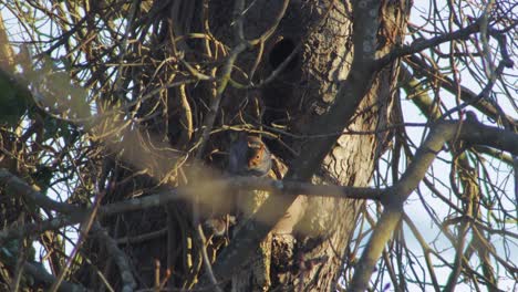 ardilla posada en la rama de un árbol y luego salta al árbol