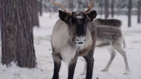 reindeers in the forest farm in muonio, lapland finland