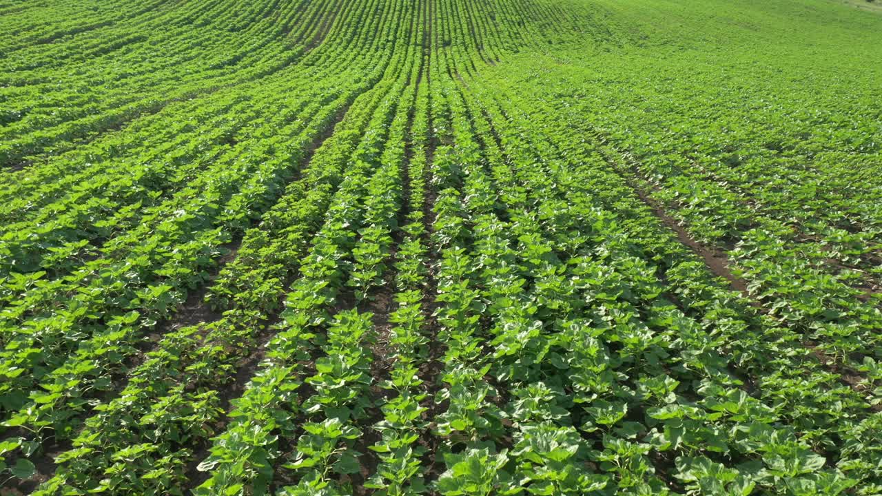 escena tranquila en el campo de la planta de girasol joven video aéreo 4k