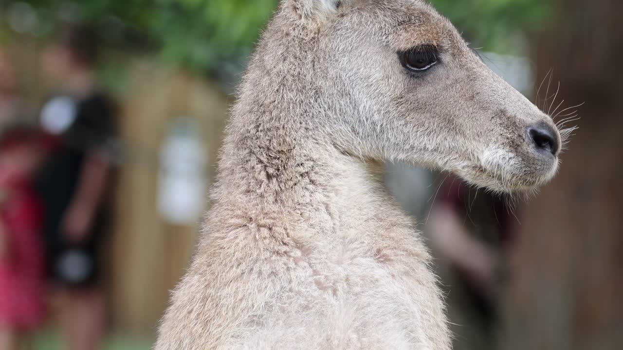 A kangaroo stands alert, observing nearby people in a park environment.
