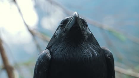 Portrait-of-large-black-common-raven.-Head-of-wild-bird-in-forest