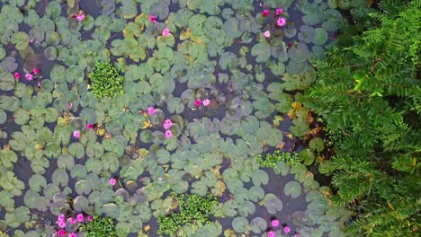 Cuerpo-De-Agua-Continental-De-Asia,-Nenúfar-Crece-Con-Musgos-Y-Pastos,-Nenúfar-En-El-Arroyo,-Mar-Del-Río-Estanque,-Nenúfar-En-Flor,-Hermosa-Toma-Aérea,-Grupo,-Flor,-Campo,-Parte-Superior