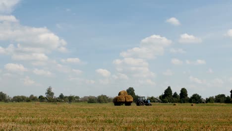 old tractor with twisted bales of straw drives through the farm field, agriculture