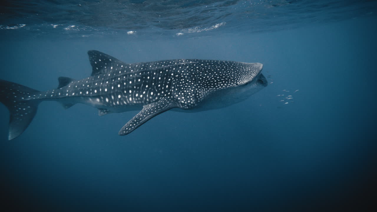 el tiburón ballena abre la boca, filtra ampliamente, se alimenta y hincha el cuerpo, en cámara lenta.