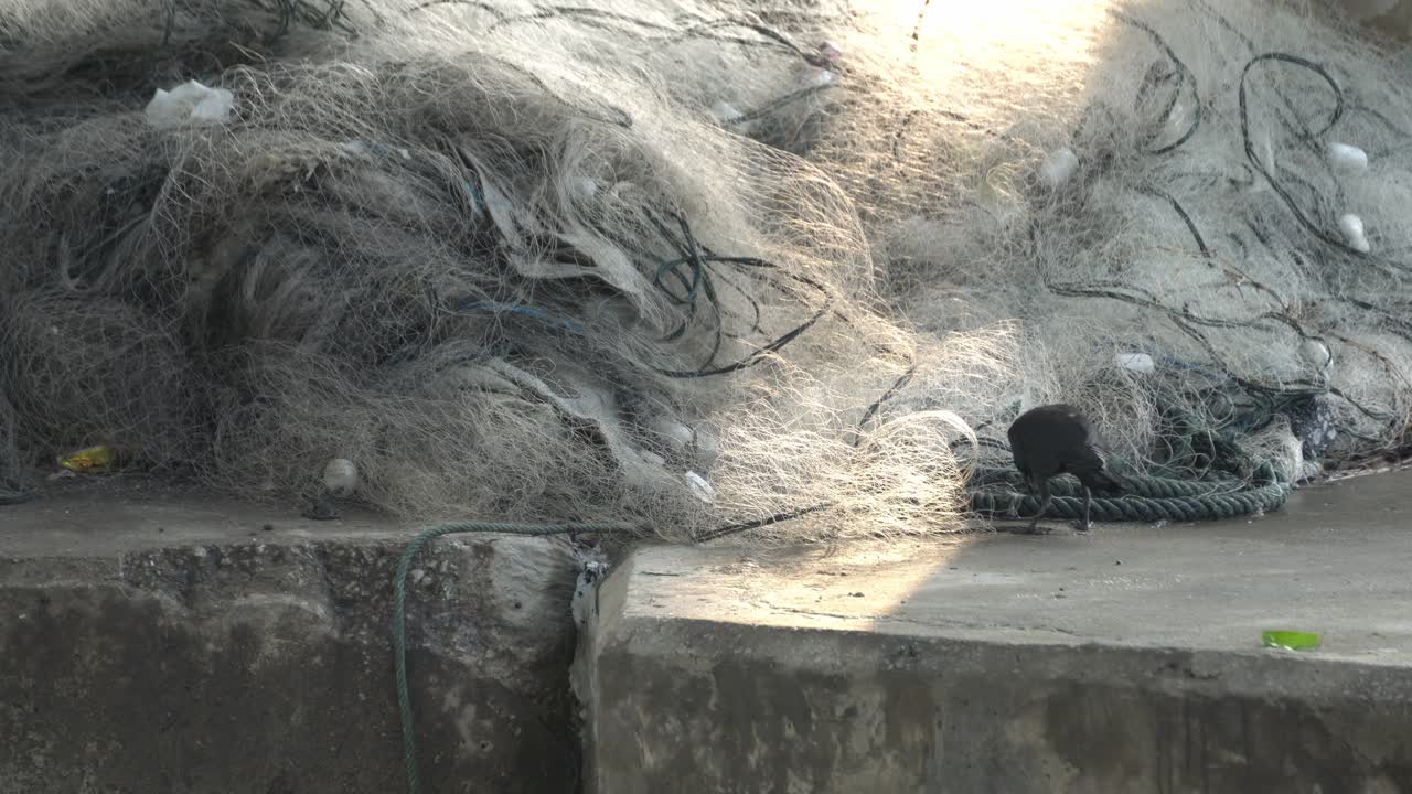 ворона ищет еду.