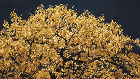 a magnificent tree covered in yellow autumn leaves