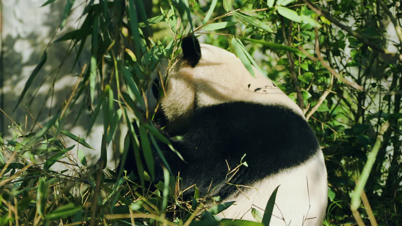 Panda velká jí bambusové listy v rezervaci pand v Dujiangyanu v Čcheng-tu, Čína – statický záběr