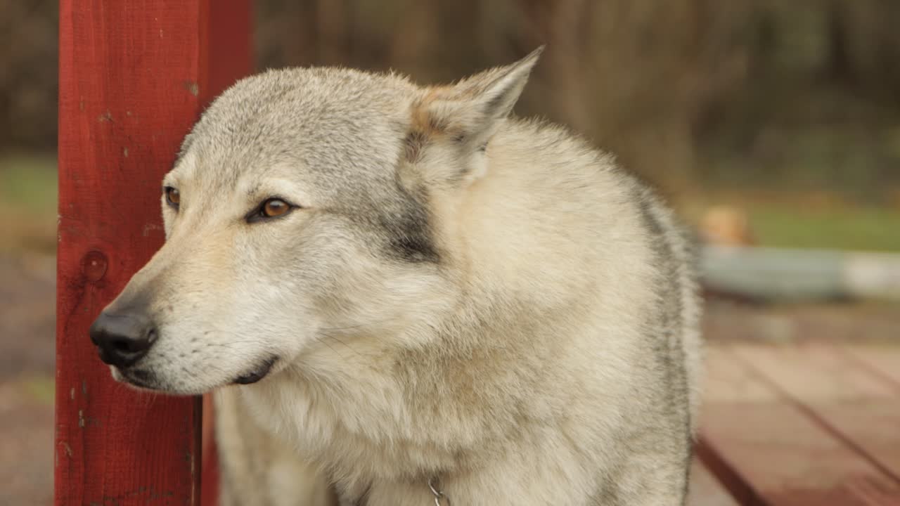 mascota lobo retrato domesticado peludo majestuoso pedigrí perro entrenado calma animal