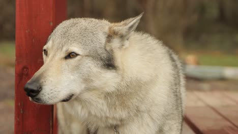 pet wolf portrait domesticated furry majestic pedigree dog trained calm animal