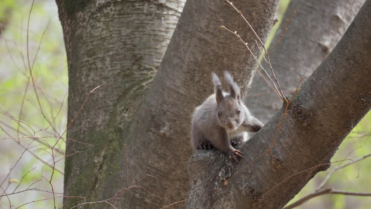 ardilla gris euroasiática en el árbol