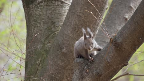 Eurasisches-Graues-Eichhörnchen-Auf-Dem-Baum