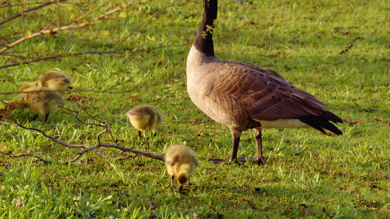 First-day movements of goslings caught in a slow-motion study of nature.