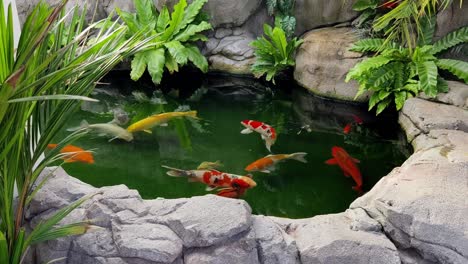estanque de koi con plantas tropicales y rocas