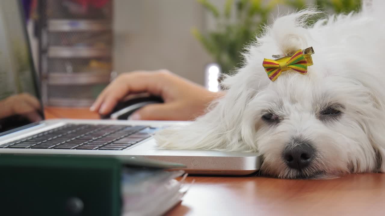 사무실에서 개와 함께 컴퓨터를 타이핑하는 사업가