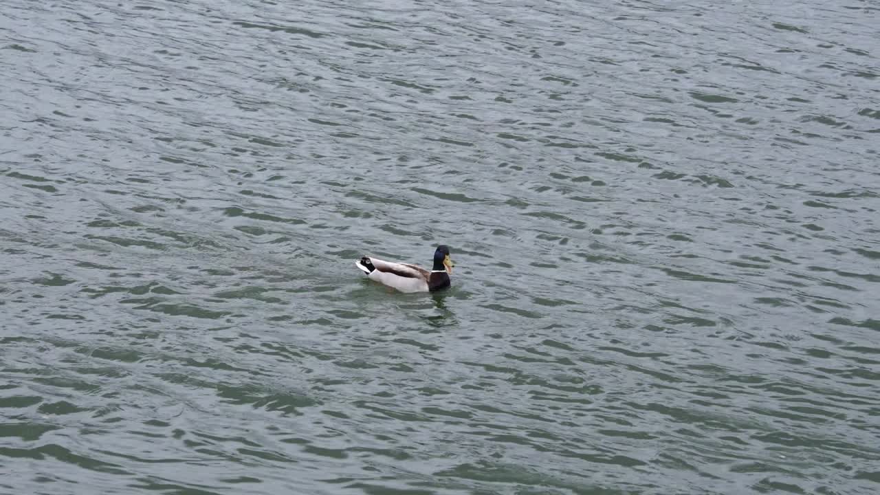 녹색 물 강 에서 수영 하는 일반 오리