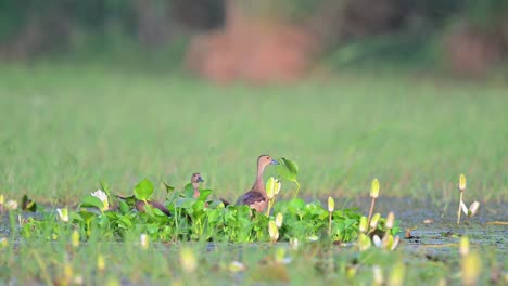 Bandada-De-Patos-Silbantes-En-El-Estanque