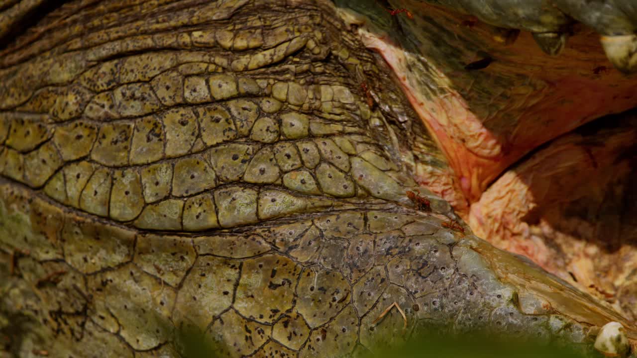 Extreme close-up of Crocodylus niloticus neck and jaw with ants moving across the textured skin, filmed on the Nile riverbank in Murchison Falls National Park, Uganda, slow motion shot.