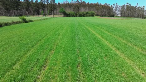 vuelo de aviones no tripulados sobre campos verdes de un terreno agrícola