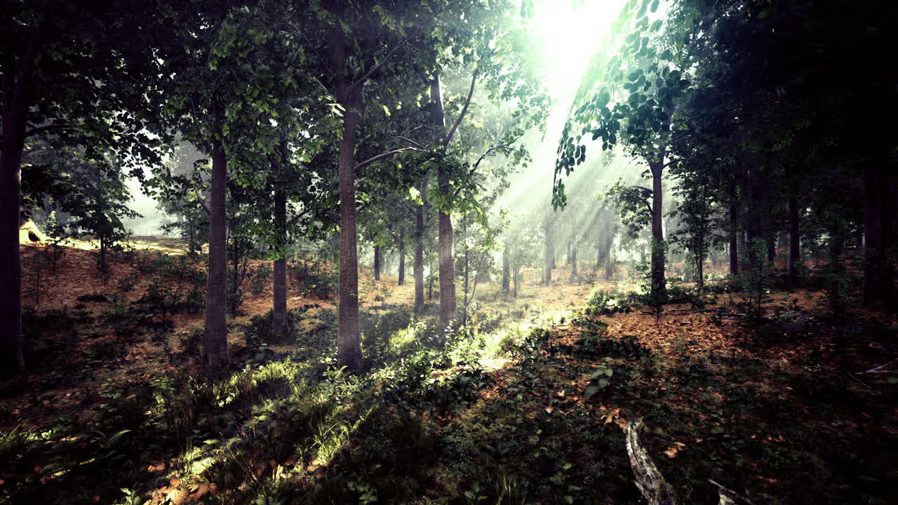 La luce del sole filtra tra gli alberi in una serena ambientazione forestale all'alba