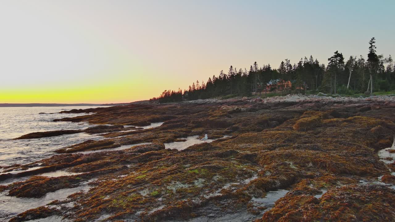 Rocky sunlit shoreline off Southport, Maine a seagull flaps it's wings on rocks then flies away