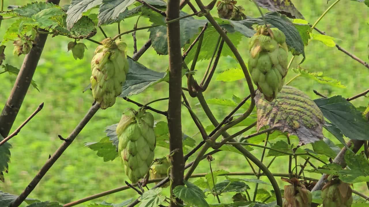 Hop plant with fresh hops moving gently in the wind – outdoor nature shot