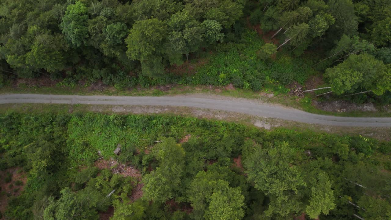 camino dentro de un bosque denso, copa de árbol aérea de arriba hacia abajo, recorrido de curva inversa