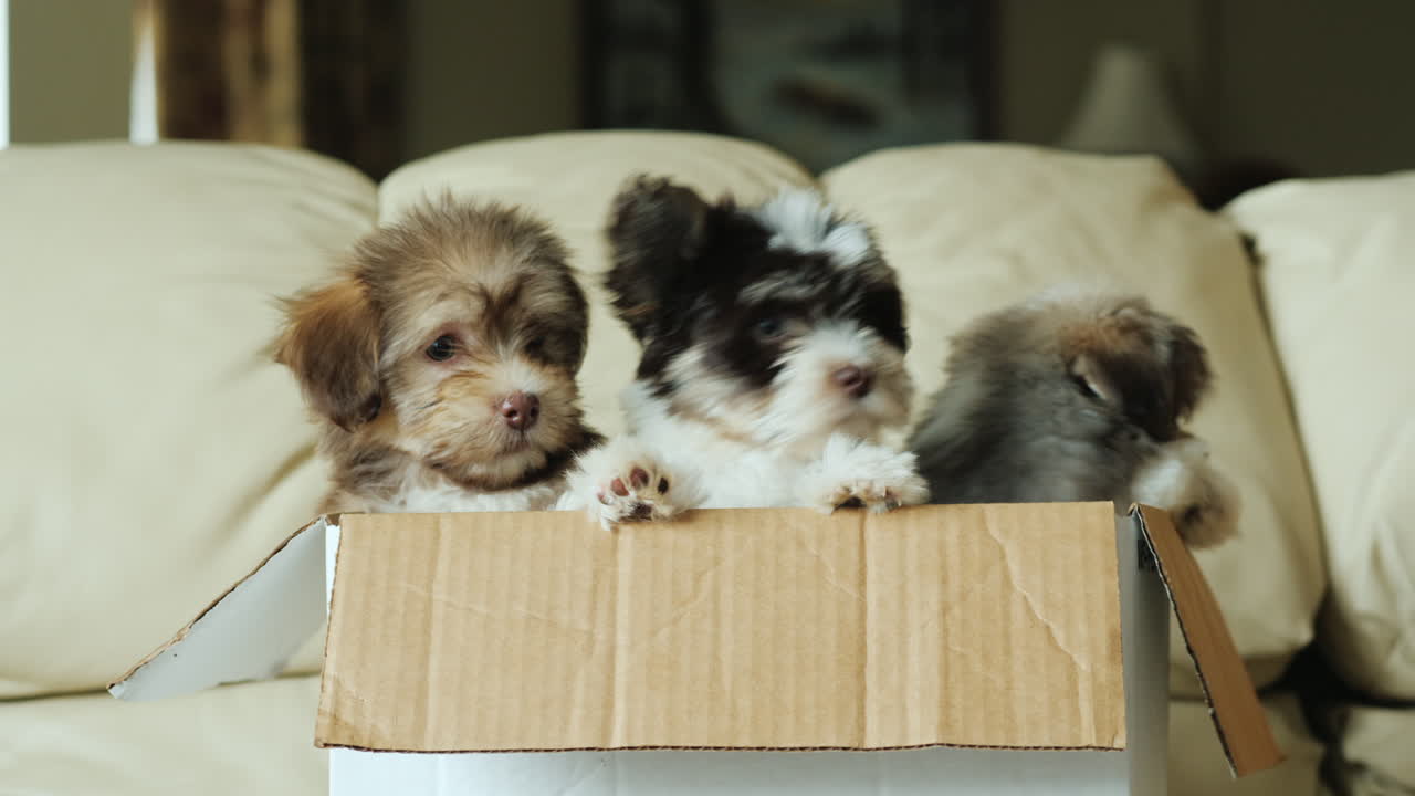 Three Puppies in a Box