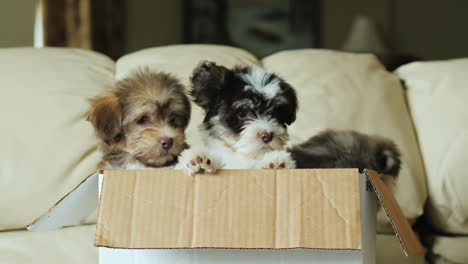 Three-Puppies-in-a-Box