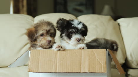 three puppies in a box