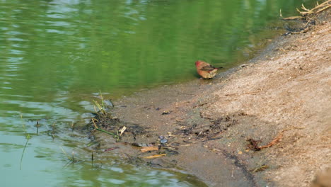 Hembra-De-Pinzón-Africano-Saltando-En-La-Orilla-Del-Río