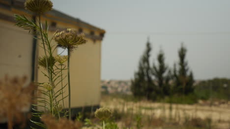 Desert-Isolation-in-the-Middle-East,-Rack-Focus-to-Weeds-in-Front-of-an-Abandoned-Home-on-a-Hot-Summer-Day