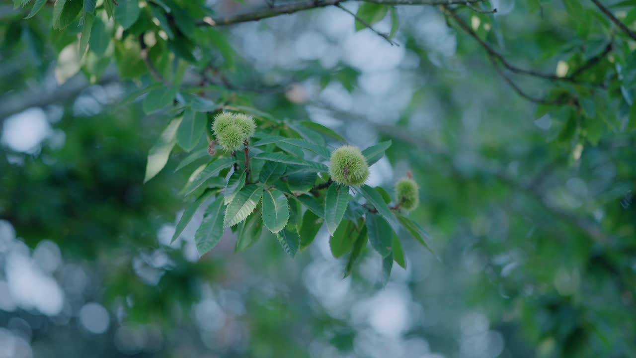 primer plano de una rama con barras de castaño espinosas verdes, rodeadas de ricas hojas verdes