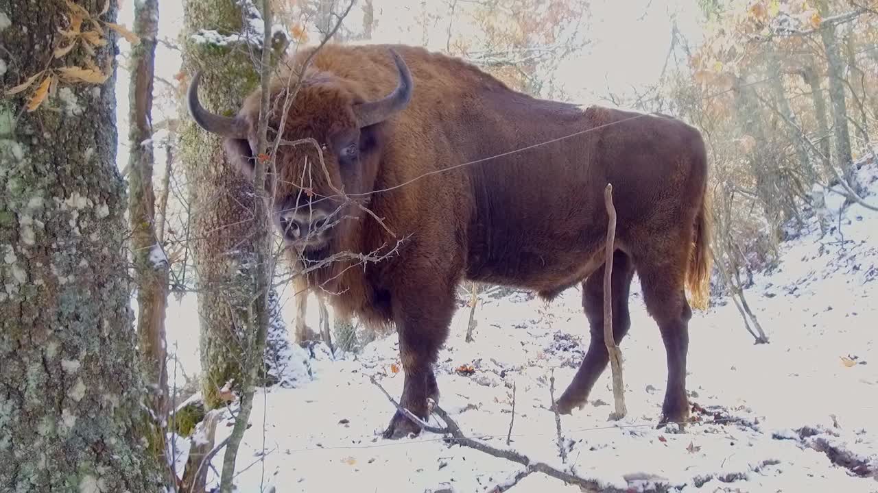 enorme bisonte europeo mirando a la cámara y exhalando en un bosque nevado