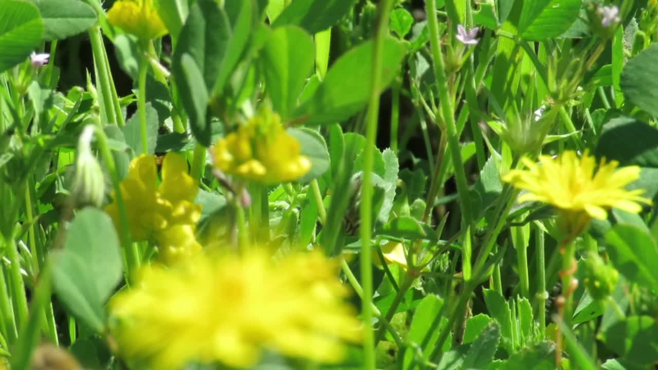 Bees fly between flowers and gather nectar