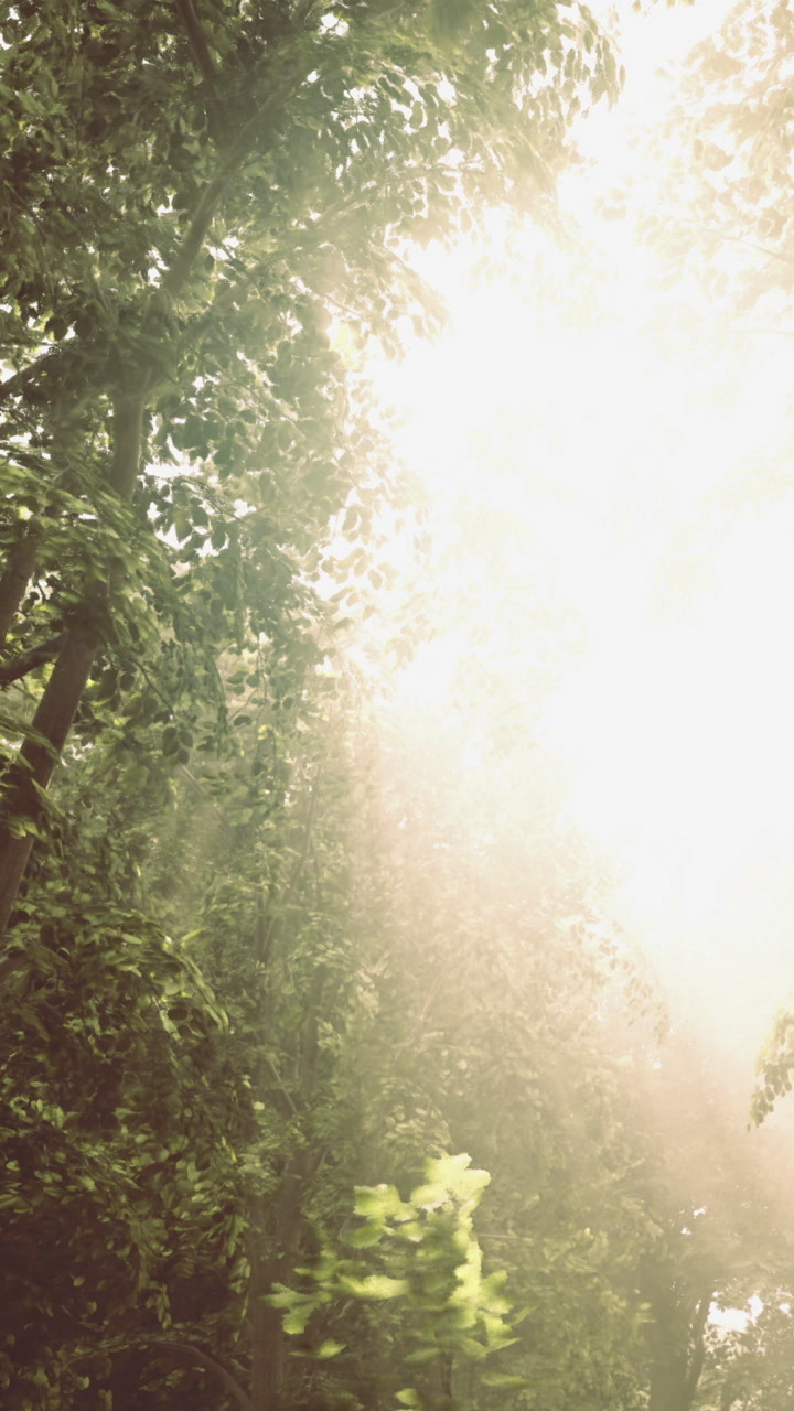 Sunlight filters through trees in a peaceful forest setting