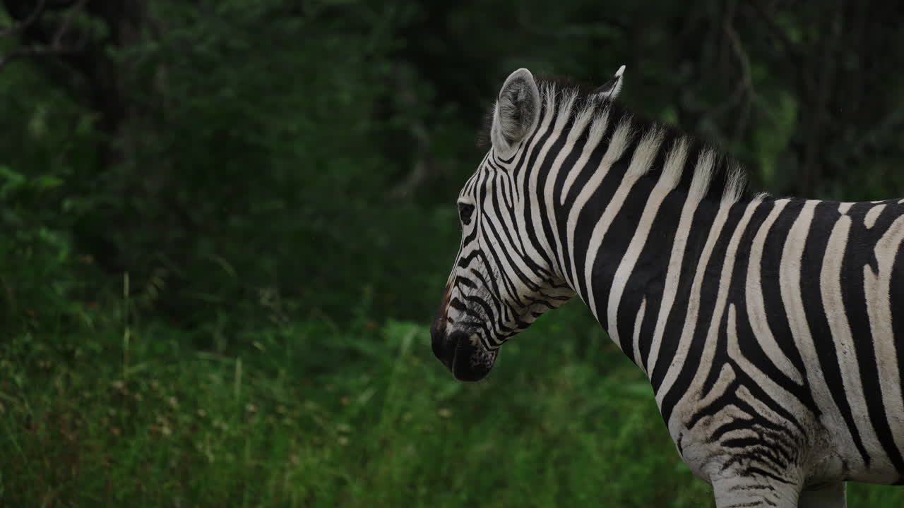 cebra en la naturaleza