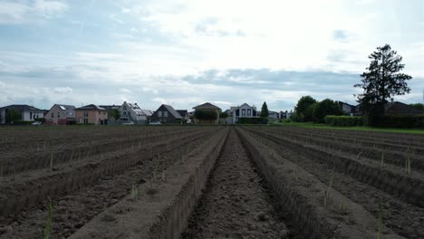 fly-through drone shot of a field of asparagus in germany