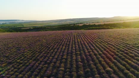 campo de lavanda vista aérea al atardecer