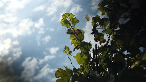 Niedrigwinkelaufnahme-Von-Weinrebenzweigen-Und--blättern-Mit-Wolkenverhangenem-Blauen-Himmel-Am-Horizont