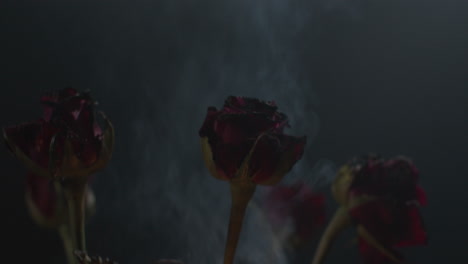 roses in flames