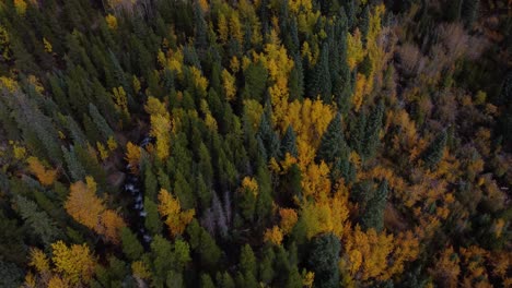 Viendo-álamos-Dorados-En-El-Otoño-Y-Luego-Revelando-Las-Montañas-Rocosas-De-Colorado,-Antena