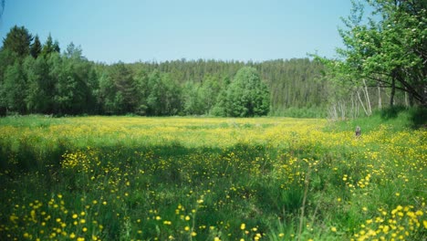 idyllischer blick auf ein grünes feld mit gelben blumen - panning