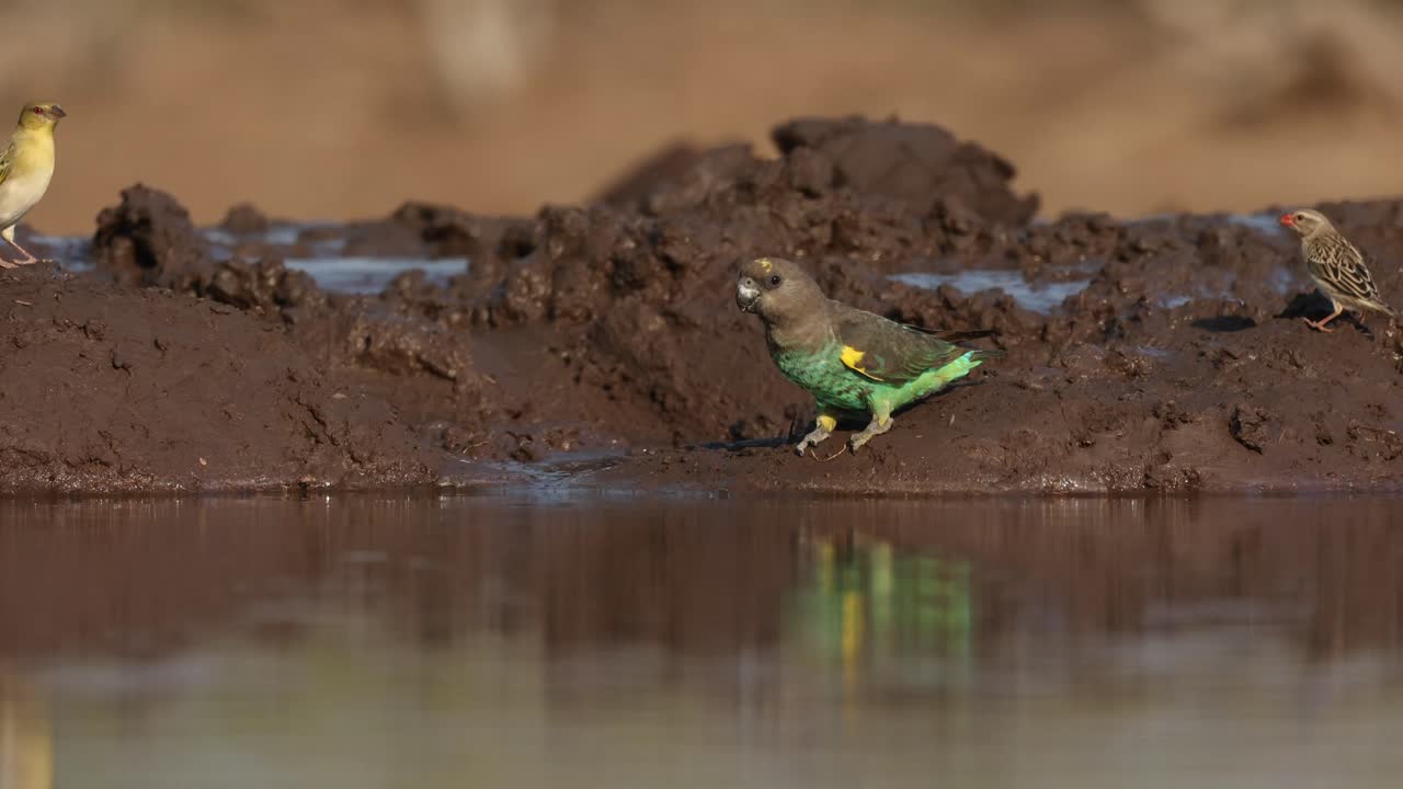 A Meyer's parrot standing on the edge of a waterhole before flying away. Filmed from a low angle in Mashatu Game Reserve, Botswana