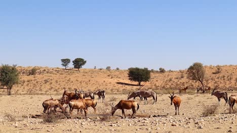 Oryx-Antilopen-Und-Kuhantilopen-An-Einer-Wasserstelle-In-Der-Kalahari-Am-Mittag