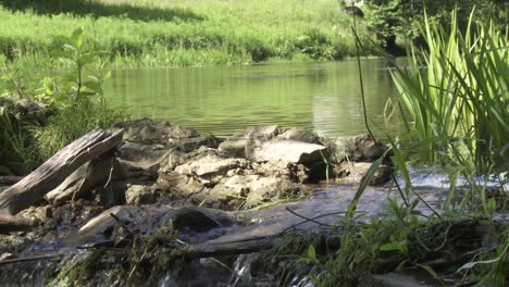 Ein-Wunderschönes-Video-Einer-Sommerlichen-Waldlandschaft-Mit-Einem-Teich