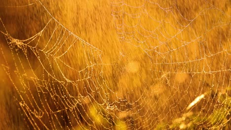 rain in the forest at sunset. cobwebs in small drops of rain.