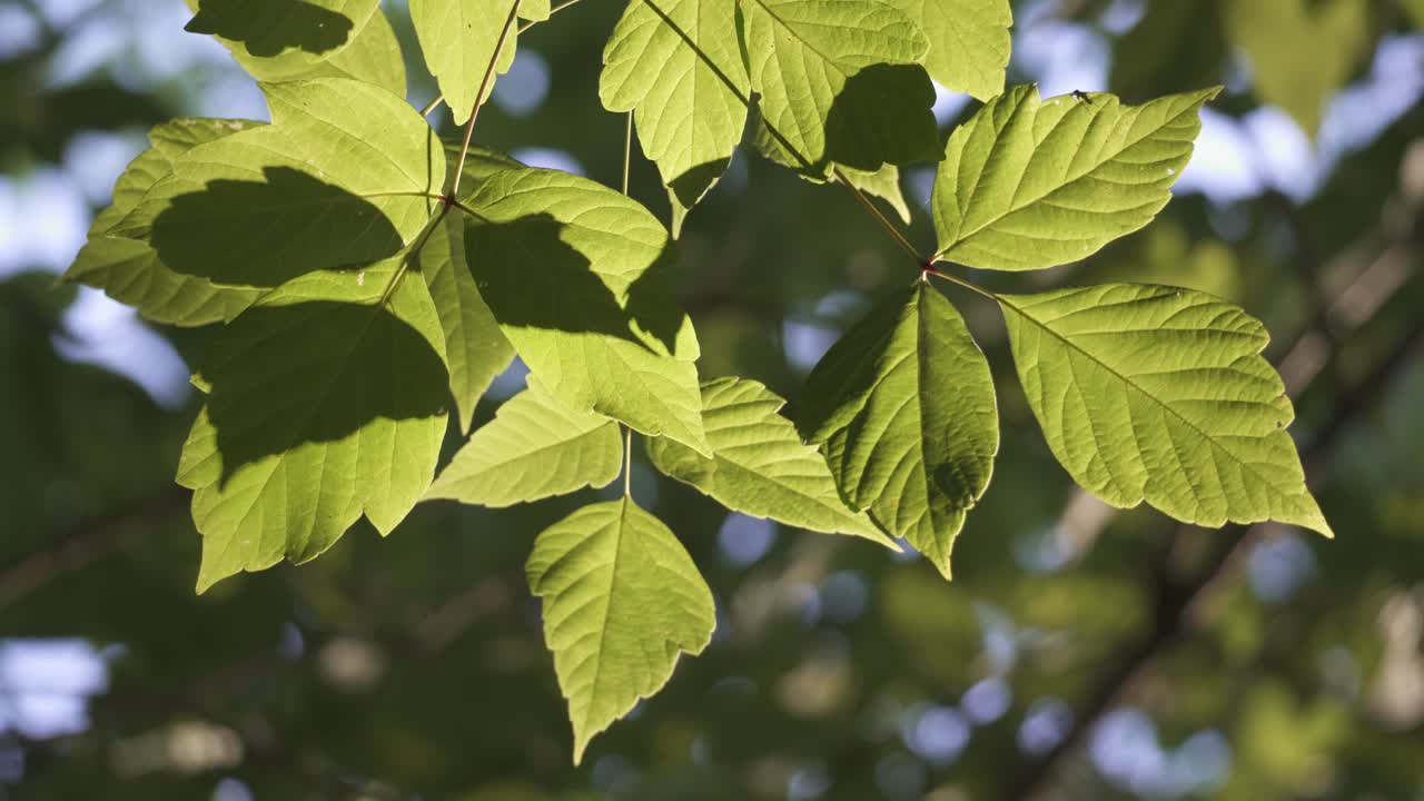 cerca de las ramas de los álamos comunes y las hojas verdes ondeando en el viento