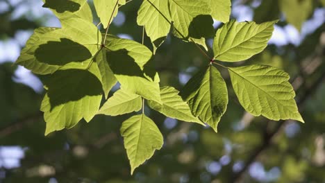 close up of common poplar tree branches and green ribbing leaves waving in the wind