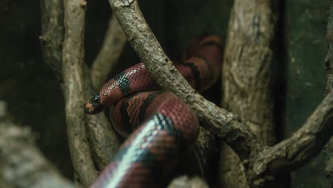 close-up of a milk snake coiled around branches in a forest-like setting