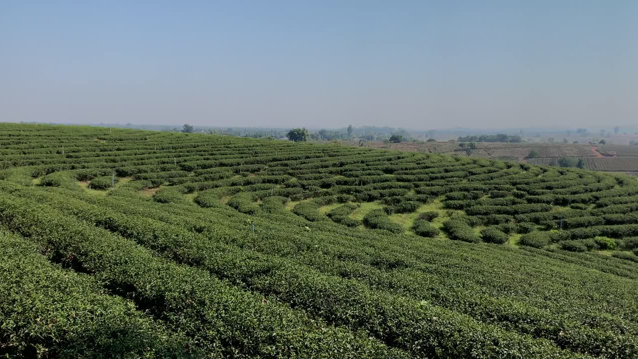 치앙라이 녹차밭 전경